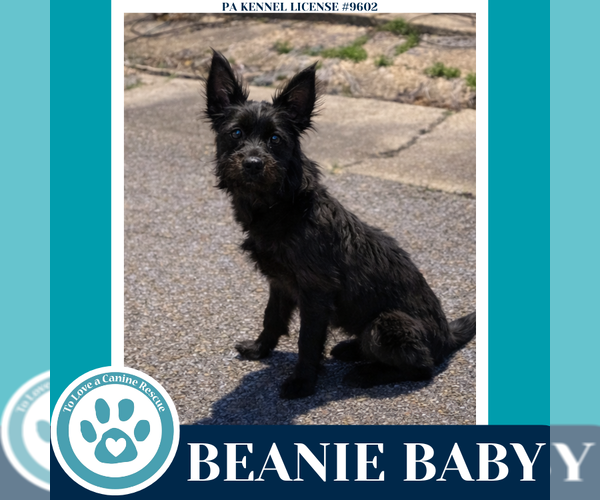 Medium Photo #2 Mutt Puppy For Sale in Kimberton, PA, USA