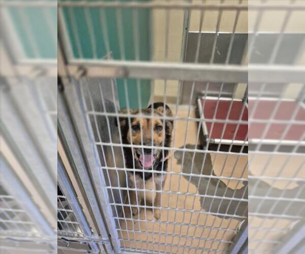 Medium Photo #1 German Shepherd Dog-Unknown Mix Puppy For Sale in Texas City, TX, USA