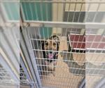 Small German Shepherd Dog Mix