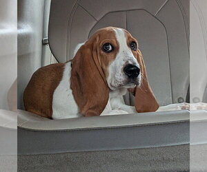 Basset Hound Dogs for adoption in Vail, AZ, USA