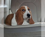 Small Basset Hound