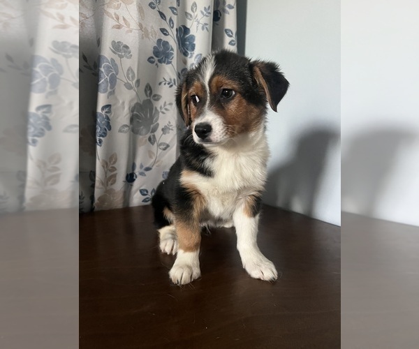 Medium Photo #19 Aussie-Corgi Puppy For Sale in DURHAM, CT, USA