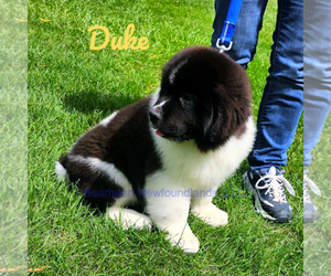 Newfoundland Puppy for sale in CORTEZ, CO, USA