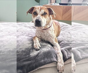 Mutt Dogs for adoption in Chester, VA, USA