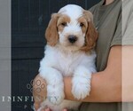Small #4 Goldendoodle