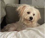 Small Maltese