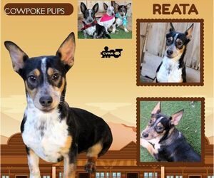 Mutt Dogs for adoption in Lindsay, CA, USA