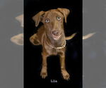 Small #1 Catahoula Leopard Dog-Labrador Retriever Mix