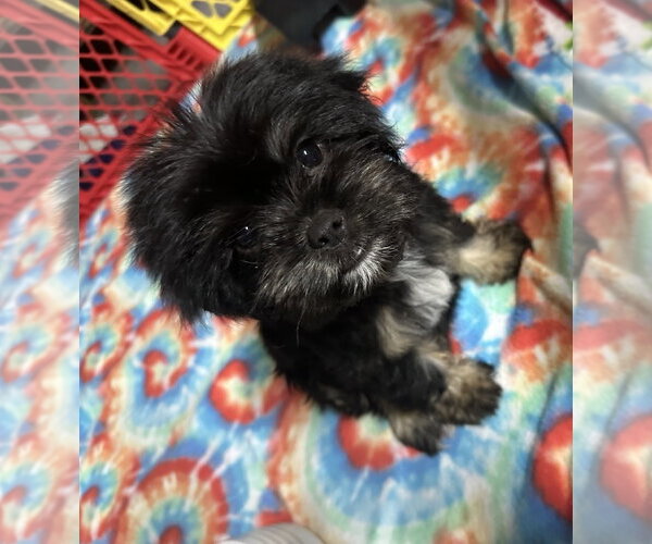 Medium Photo #2 Pekalier Puppy For Sale in Valrico, FL, USA