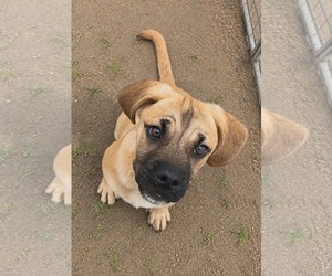 Box-a-Pug Dogs for adoption in Minneapolis, MN, USA