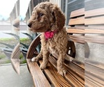 Small Photo #18 Poodle (Standard) Puppy For Sale in BAKERSFIELD, CA, USA