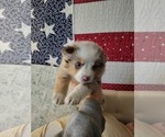 Small Photo #1 Miniature Australian Shepherd Puppy For Sale in CHEYENNE, WY, USA