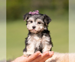 Small #7 Morkie
