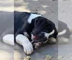 Small Photo #33 Cane Corso-Saint Bernard Mix Puppy For Sale in WORCESTER, MA, USA