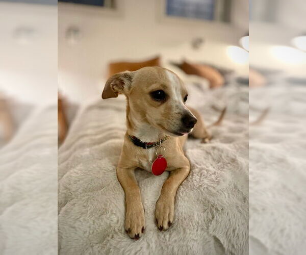 Medium Photo #2 Chihuahua-Unknown Mix Puppy For Sale in Bellevue, WA, USA