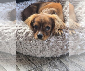 Cavalier King Charles Spaniel Dogs for adoption in Sioux Falls, SD, USA