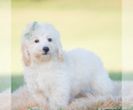 Small Photo #68 Goldendoodle (Miniature) Puppy For Sale in WARSAW, IN, USA