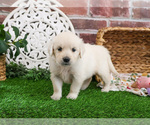Small #2 Golden Retriever