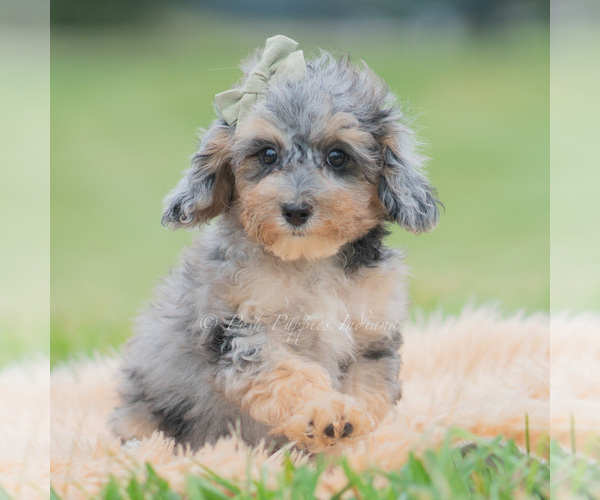 Medium Photo #68 Poodle (Miniature) Puppy For Sale in WARSAW, IN, USA