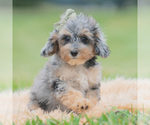 Puppy 12 Poodle (Miniature)