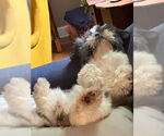 Small #3 Shih Tzu
