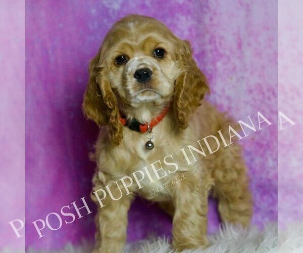 Medium Photo #1 Cocker Spaniel Puppy For Sale in WARSAW, IN, USA