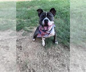 THOR - Male Mutt Dog for Adoption - Photo #4