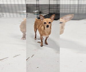 Chipin Dogs for adoption in Studio City, CA, USA