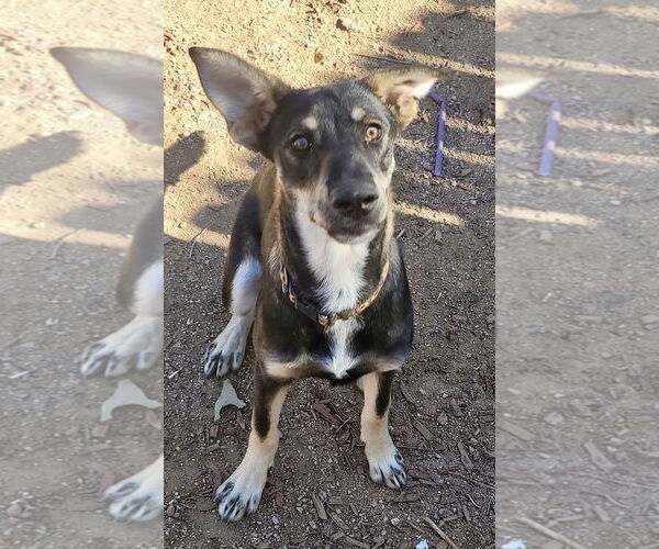 Medium Photo #6 Siberian Husky-Unknown Mix Puppy For Sale in Cedar Crest, NM, USA