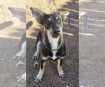 Small #5 Siberian Husky Mix