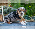 Small Photo #10 Beabull Puppy For Sale in SHIPSHEWANA, IN, USA