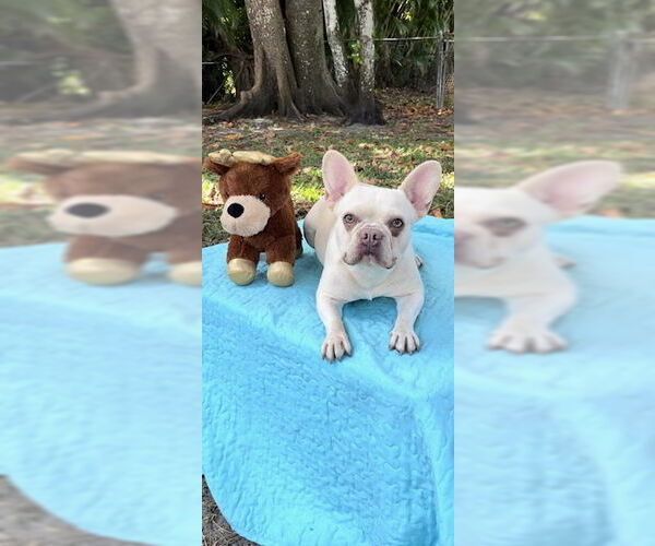 Medium Photo #11 French Bulldog Puppy For Sale in Weston, FL, USA