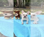Small #10 French Bulldog
