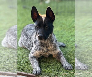 Australian Shepherd Dogs for adoption in La Verne, CA, USA