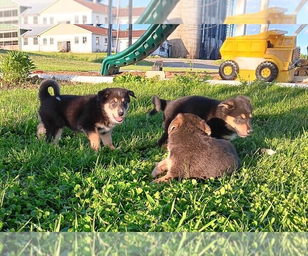 Medium Photo #1 Australian Shepherd-German Shepherd Dog Mix Puppy For Sale in WATSONTOWN, PA, USA
