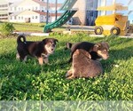 Small Australian Shepherd-German Shepherd Dog Mix