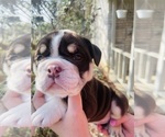 Small Photo #8 English Bulldog Puppy For Sale in JOSHUA, TX, USA
