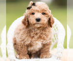 Puppy Sprout Goldendoodle (Miniature)