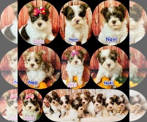 Yorkshire Terrier Puppy for sale in MANKATO, MN, USA