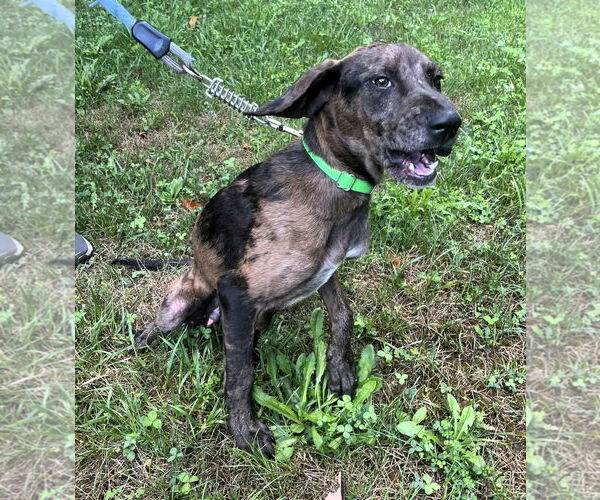 Medium Photo #3 Mutt Puppy For Sale in Hinton, WV, USA