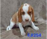 Small #2 Beagle