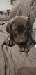 Small Photo #5 Labrador Retriever Puppy For Sale in ROMEOVILLE, IL, USA