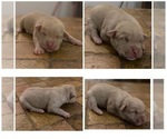 Puppy 0 American Pit Bull Terrier-Catahoula Leopard Dog Mix