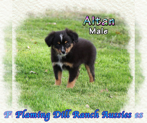 Bloodhound Puppy for sale in FORESTBURG, TX, USA