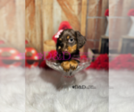 Small Photo #8 Dachshund Puppy For Sale in RIPLEY, MS, USA