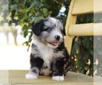 Small #2 Aussie-Poo