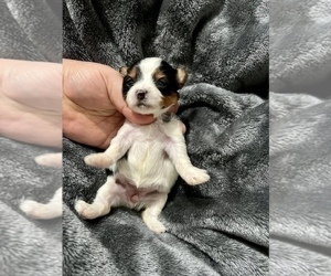 Yorkshire Terrier Puppy for sale in HAYWARD, CA, USA