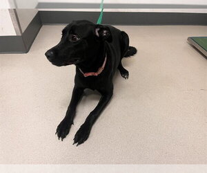 Shepradors Dogs for adoption in Corona, CA, USA