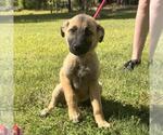Small #3 German Shepherd Dog-Great Pyrenees Mix