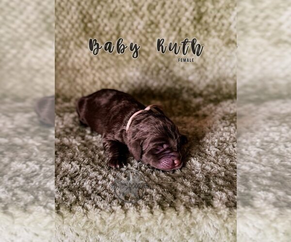 Medium Photo #20 Labradoodle Puppy For Sale in ELIZABETH CITY, NC, USA